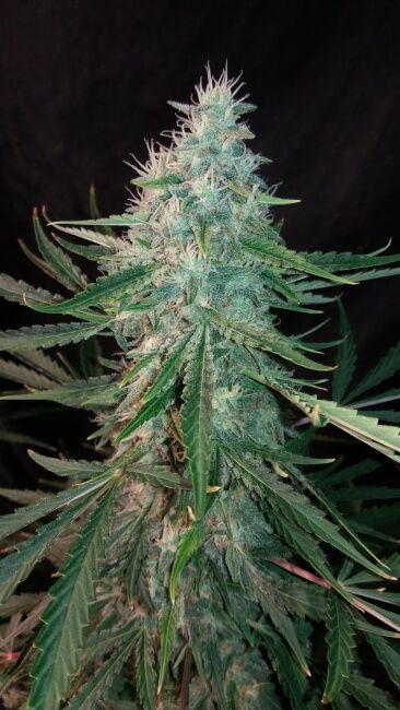 Mephisto Genetics ManBearAlienPig Automatic Hanfsamen