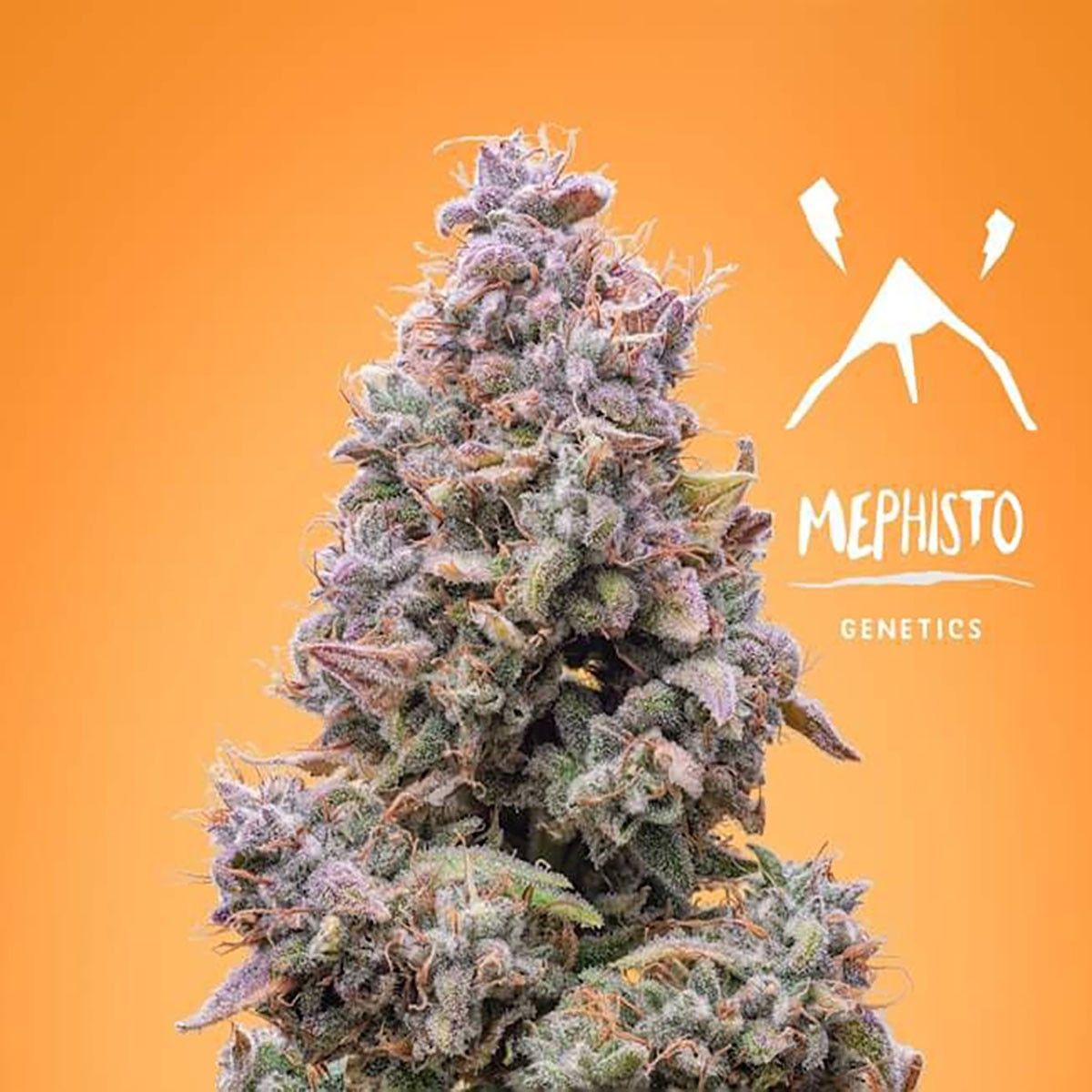Mephisto Genetics Mango Smile Automatic Hanfsamen