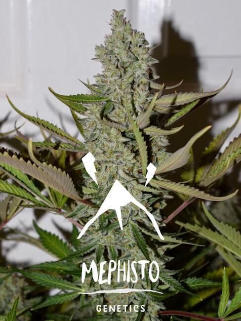 Mephisto Genetics Northern Cheese Haze Automatic Hanfsamen