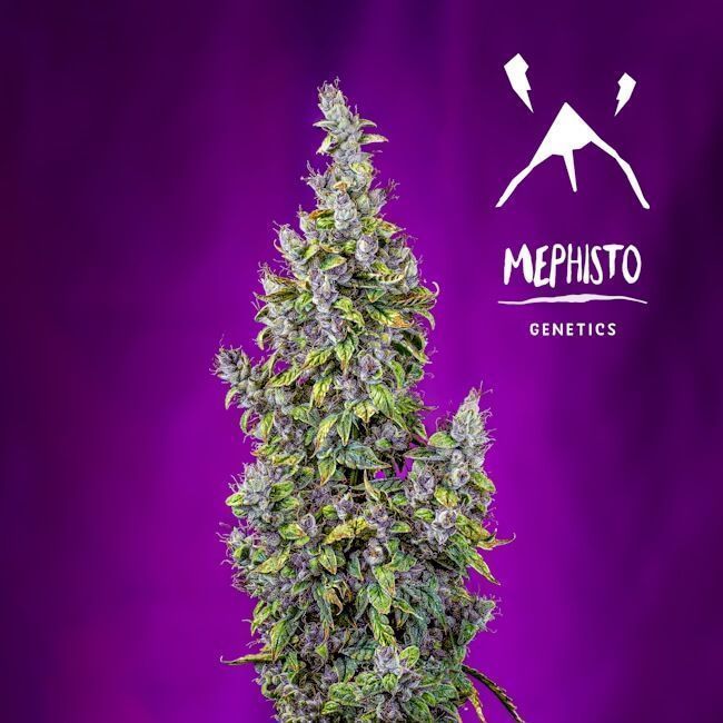 Mephisto Genetics Pink Panama Automatic Hanfsamen