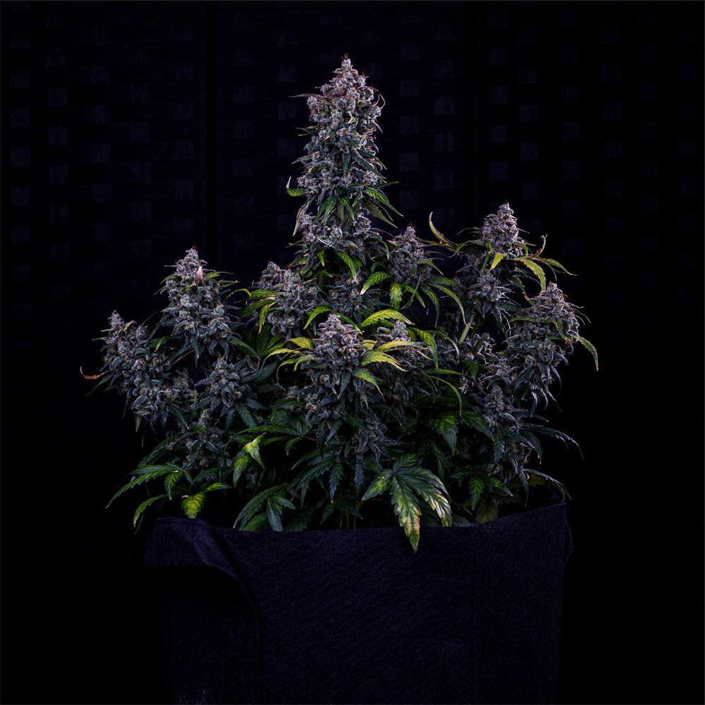 Mephisto Genetics Ravenberry Auto Hanfplanze