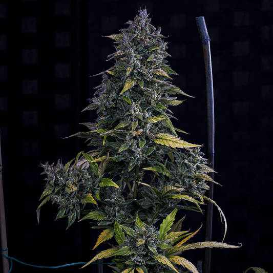 Mephisto Genetics S.O.D.K Automatic Hanfsamen