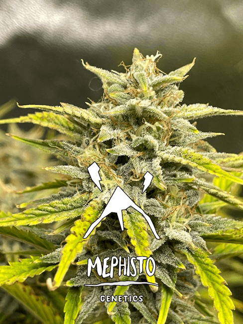 Mephisto Genetics Skystomper 2.0 Automatic Hanfsamen