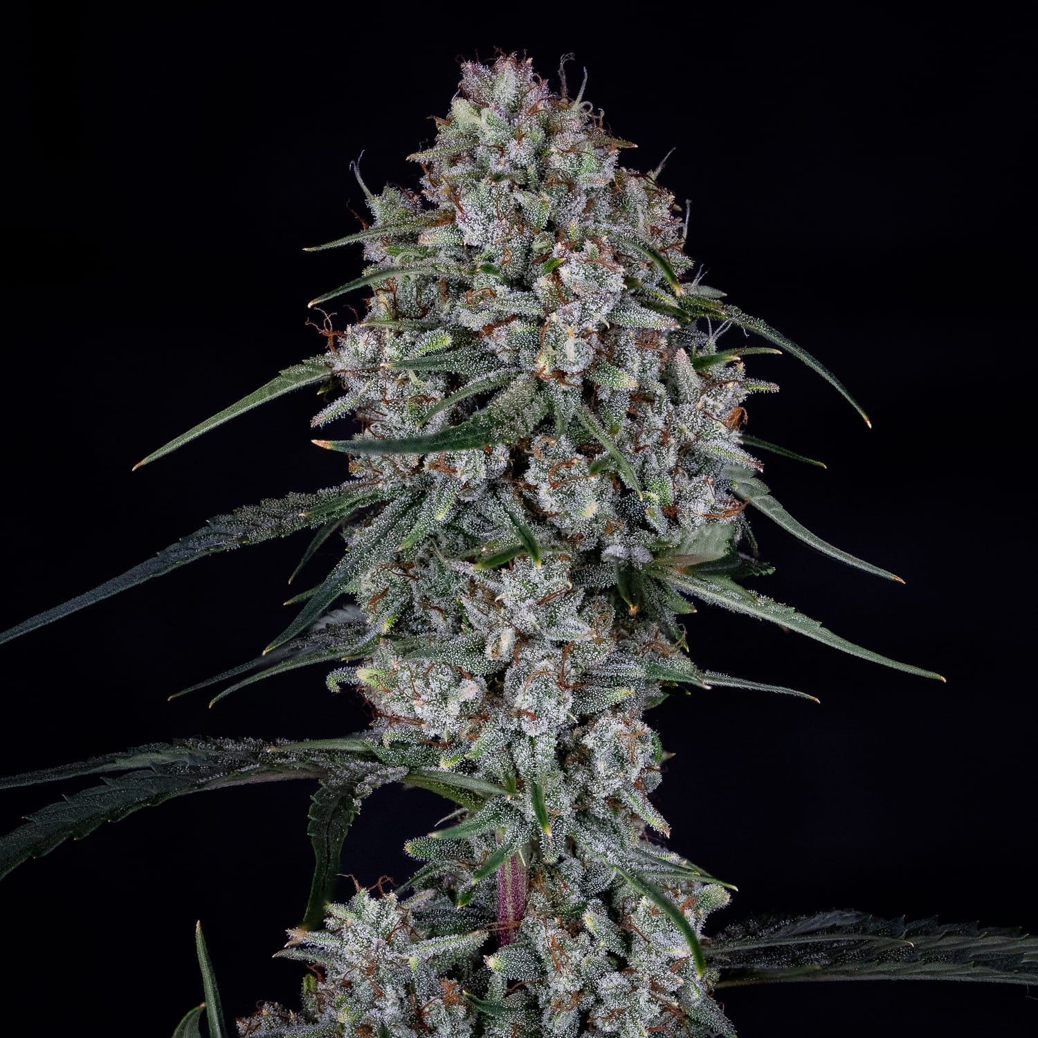 Mephisto Genetics Skywalker Automatic Hanfsamen