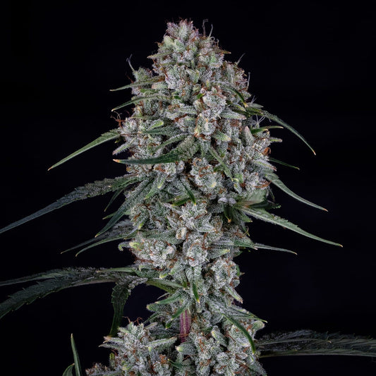Mephisto Genetics Skywalker Automatic Hanfsamen