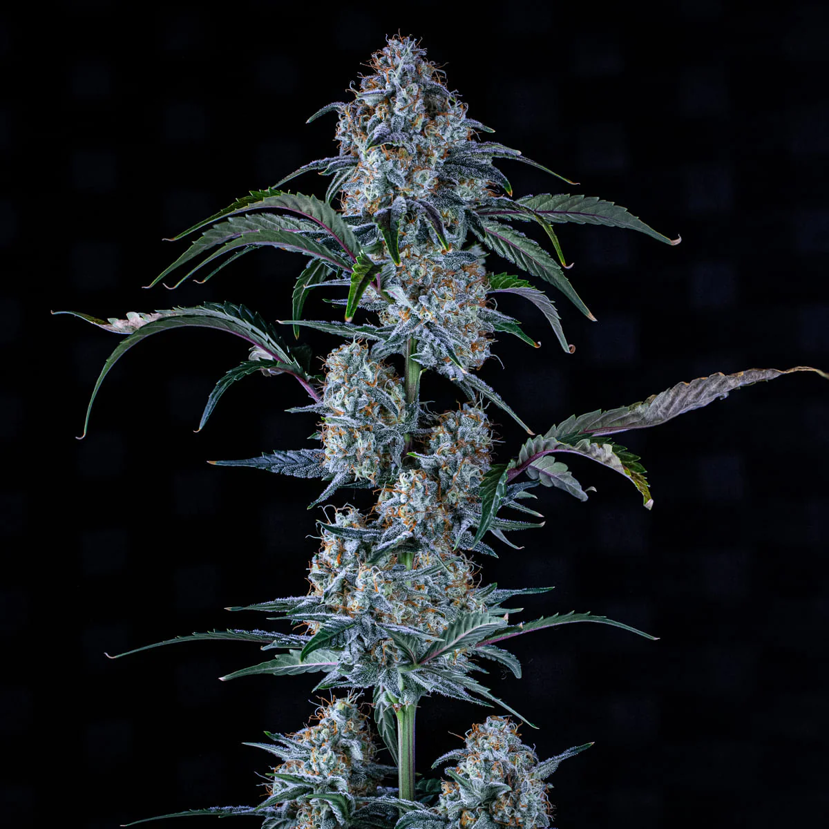 Mephisto Genetics Sour Stomper Automatic Hanfsamen