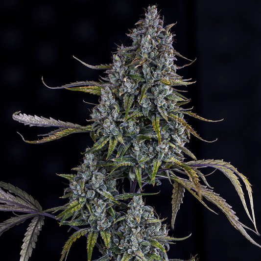 Mephisto Genetics Sour Bubbly Automatic Hanfsamen