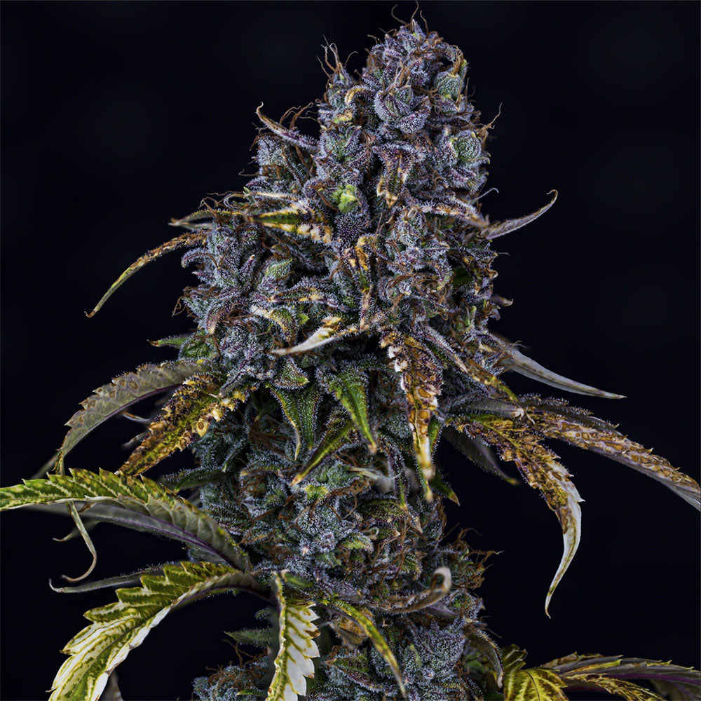 Mephisto Genetics Toof Decay Automatic hanfsamen Blüte