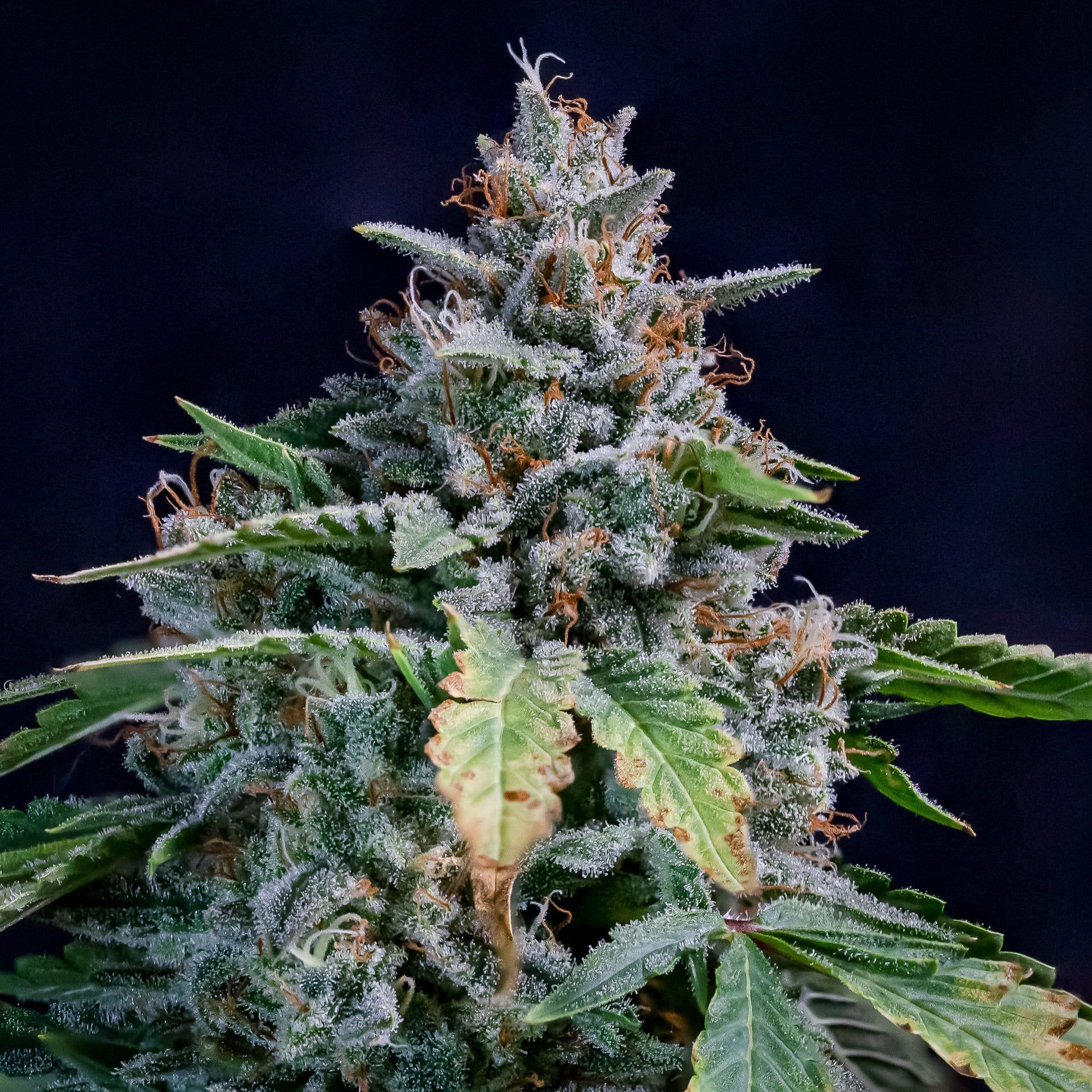 Mephisto Genetics Walter White Automatic Hanfsamen