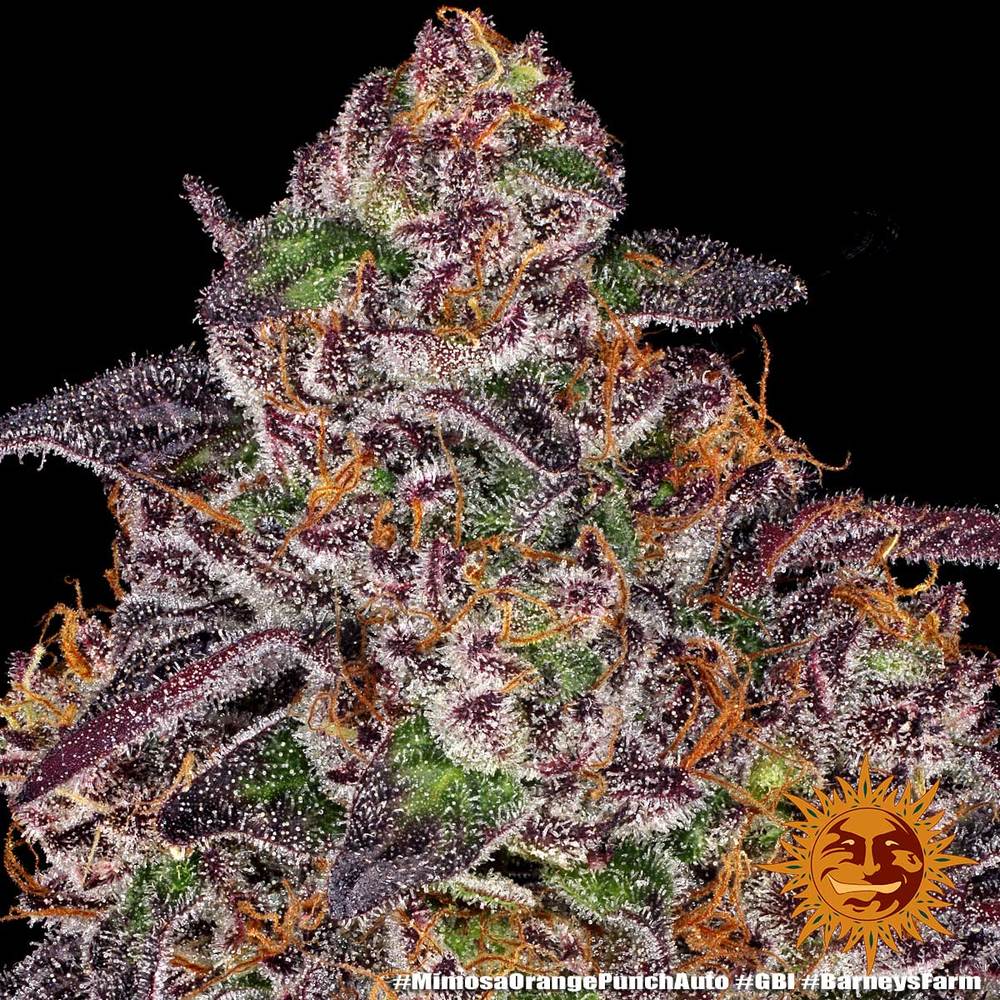 Barneys Farm Mimosa x Orange Punch Automatic Hanfsamen Blüte