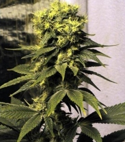 Early Queen reguläre Cannabissamen