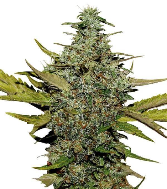 G13 Skunk reguläre Cannabissamen