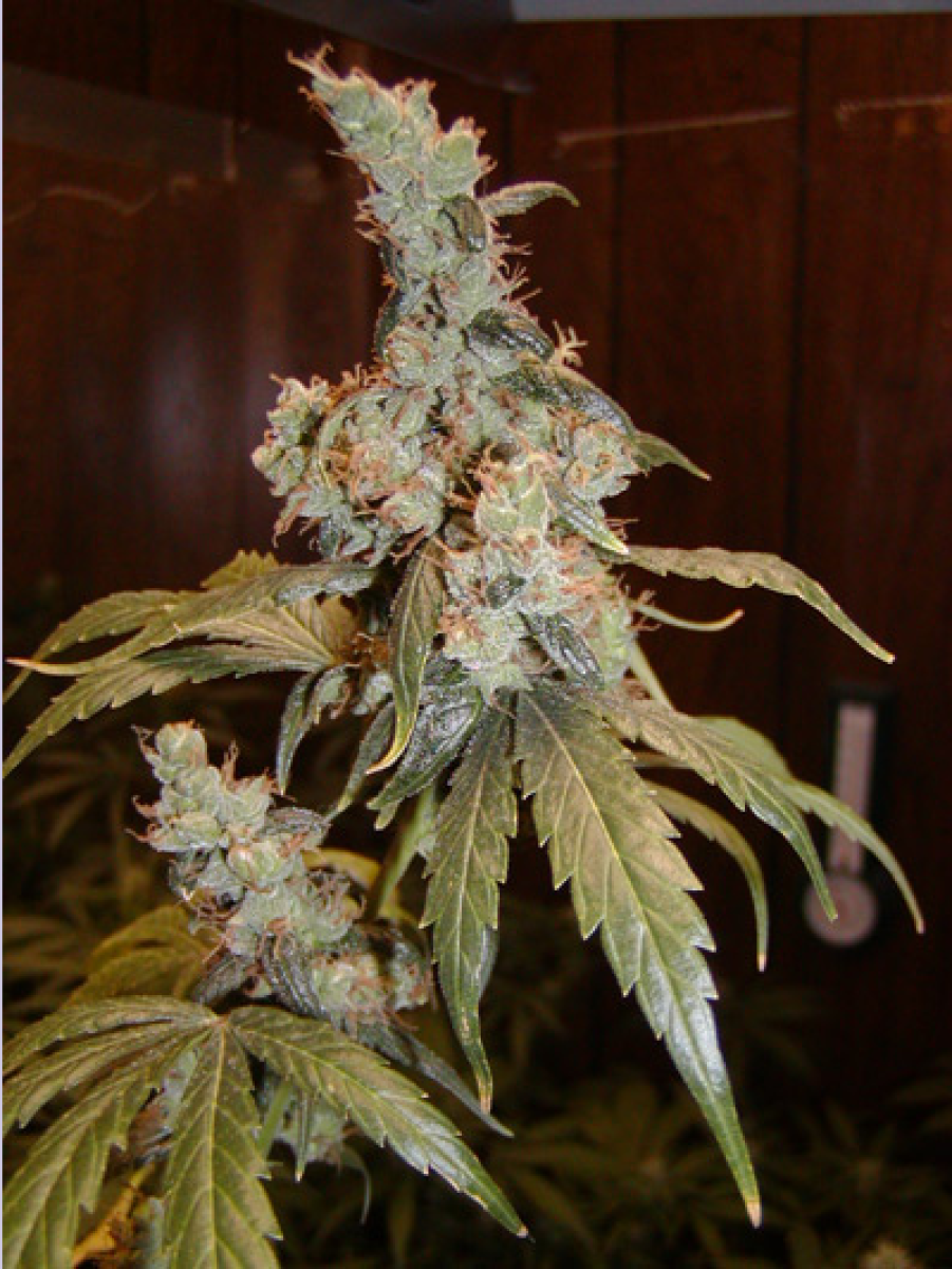 Afgahn Haze reguläre Cannabissamen