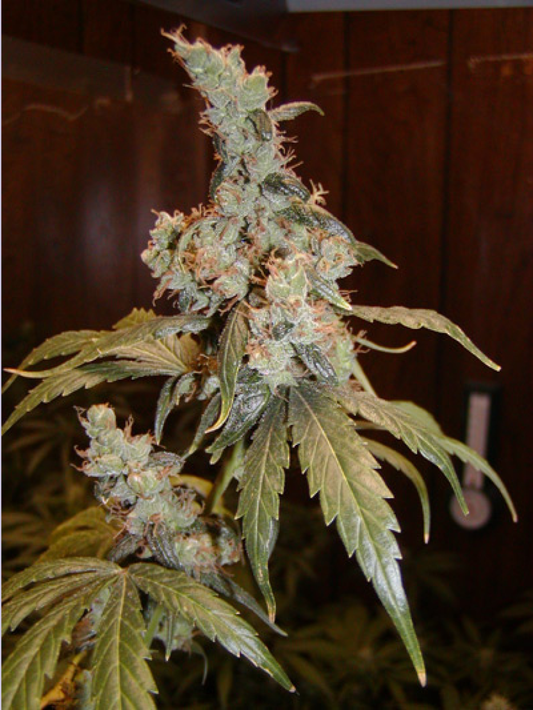 Afgahn Haze reguläre Cannabissamen