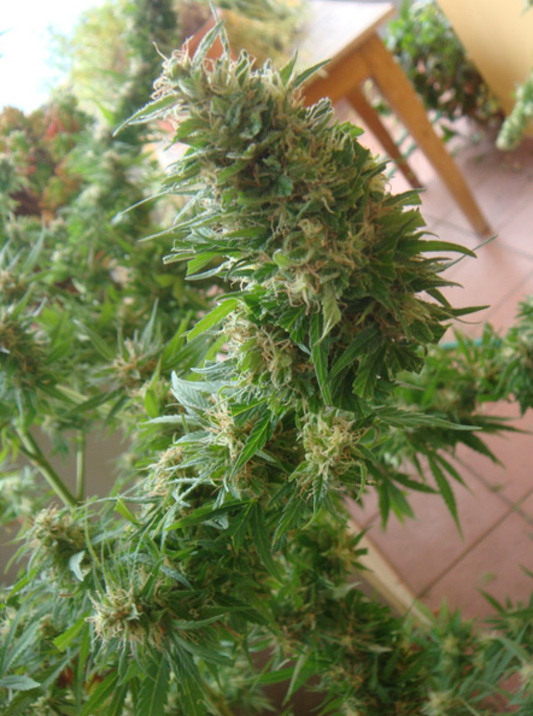 Angel Heart reguläre Cannabissamen