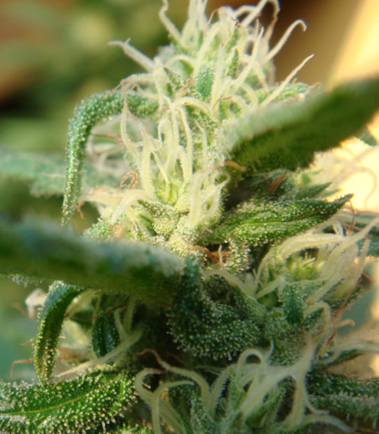 Angels Breathe reguläre Cannabissamen