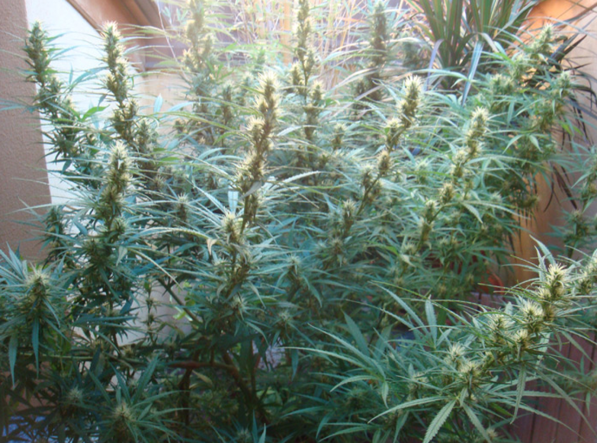 Mr Nice Angels Breathe Reguläre Hanfsamen