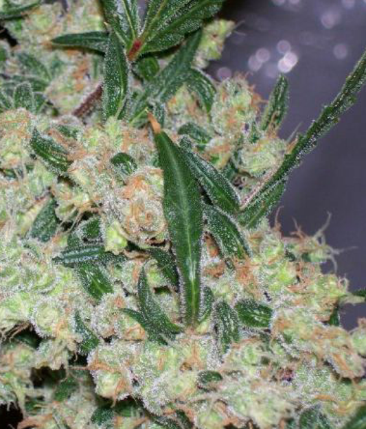 ASH reguläre Cannabissamen