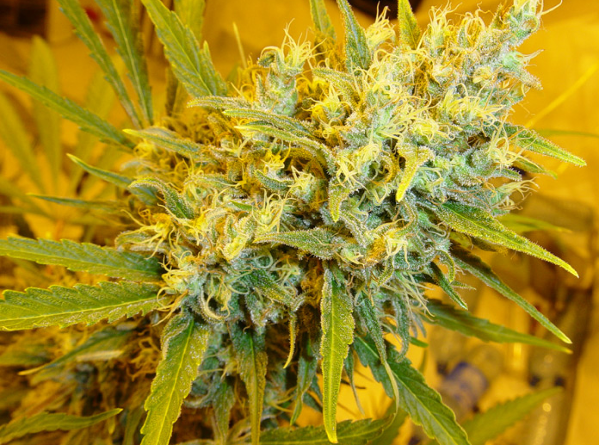 Mr Nice Critical Haze Reguläre Hanfsamen