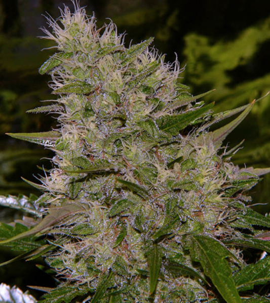 Critical Mass reguläre Cannabissamen