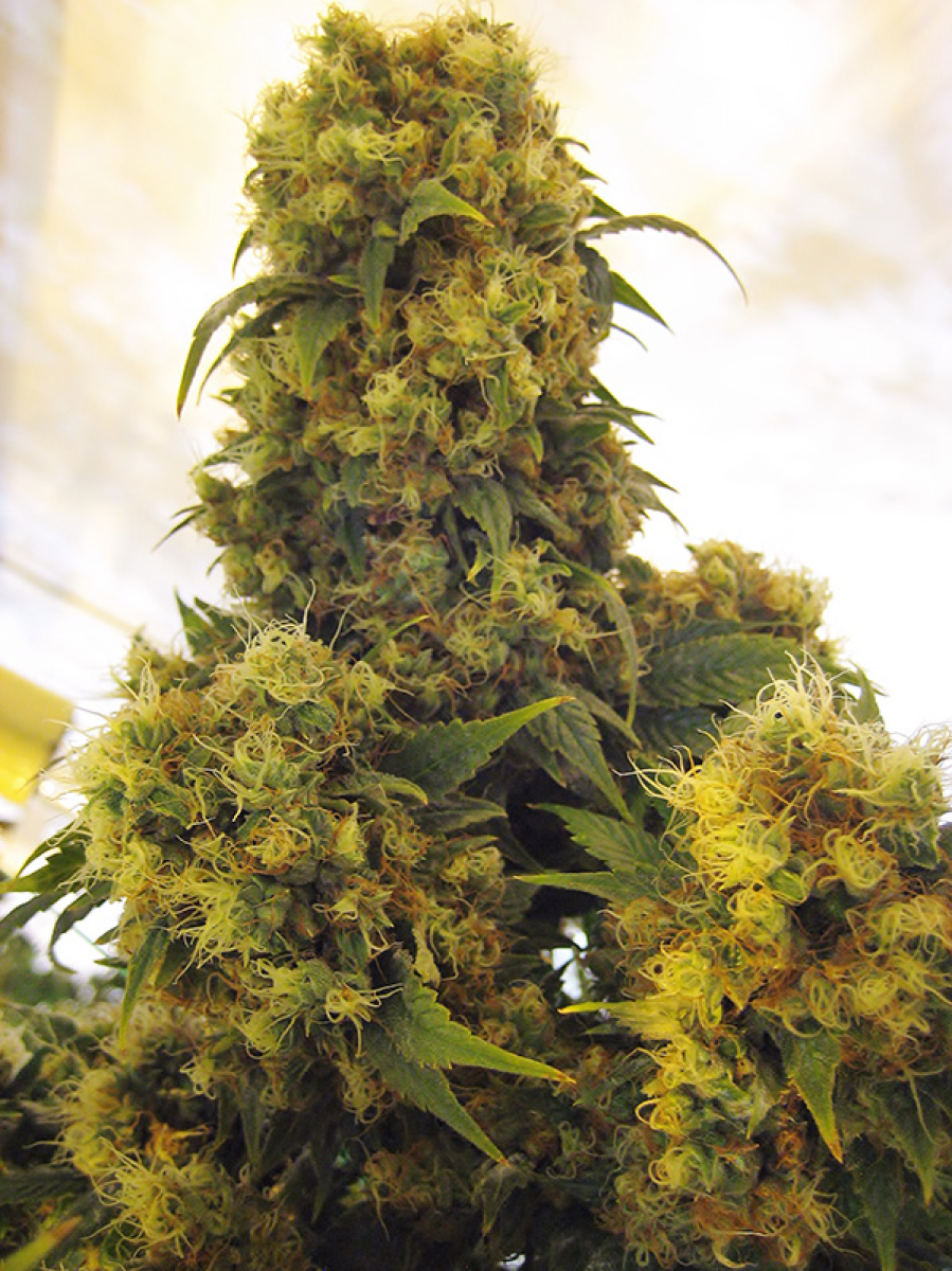 Critical Skunk reguläre Cannabissamen