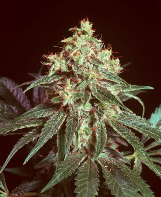 Devil reguläre Cannabissamen