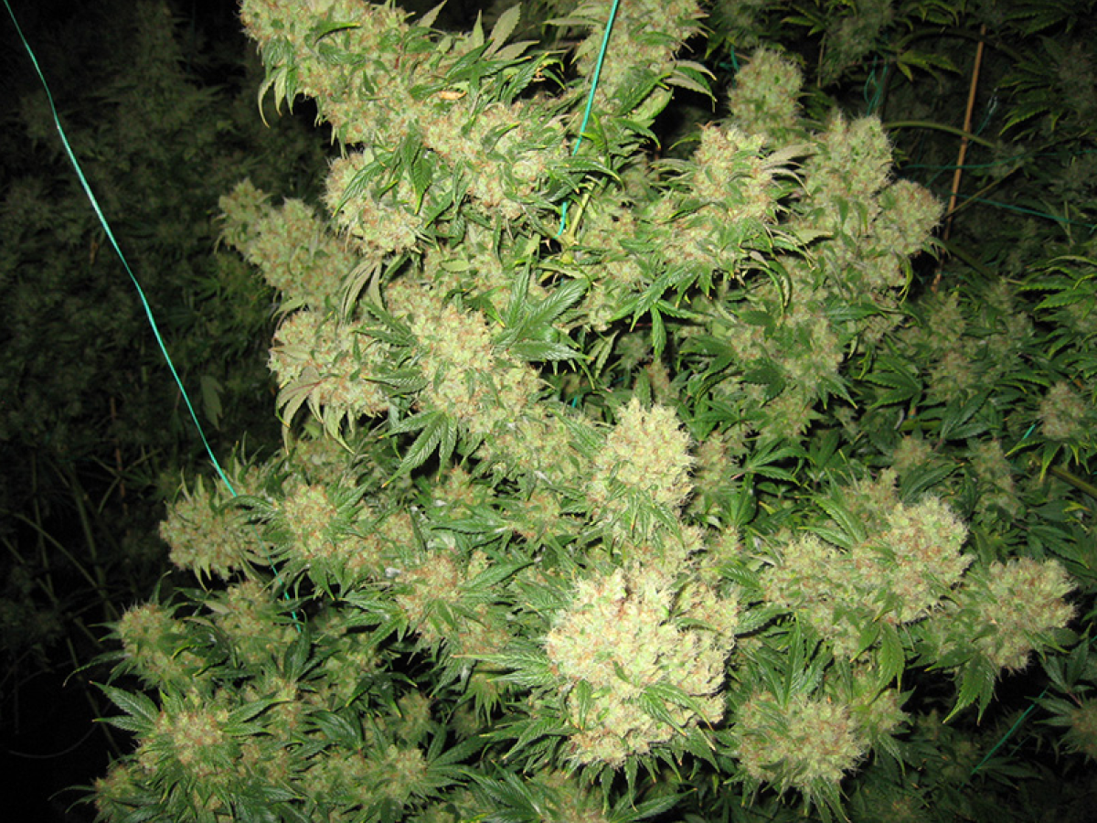 Mr Nice Critical Skunk Reguläre Hanfsamen