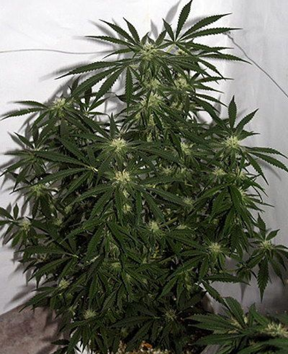 Mr Nice Early Skunk Haze Reguläre Hanfsamen