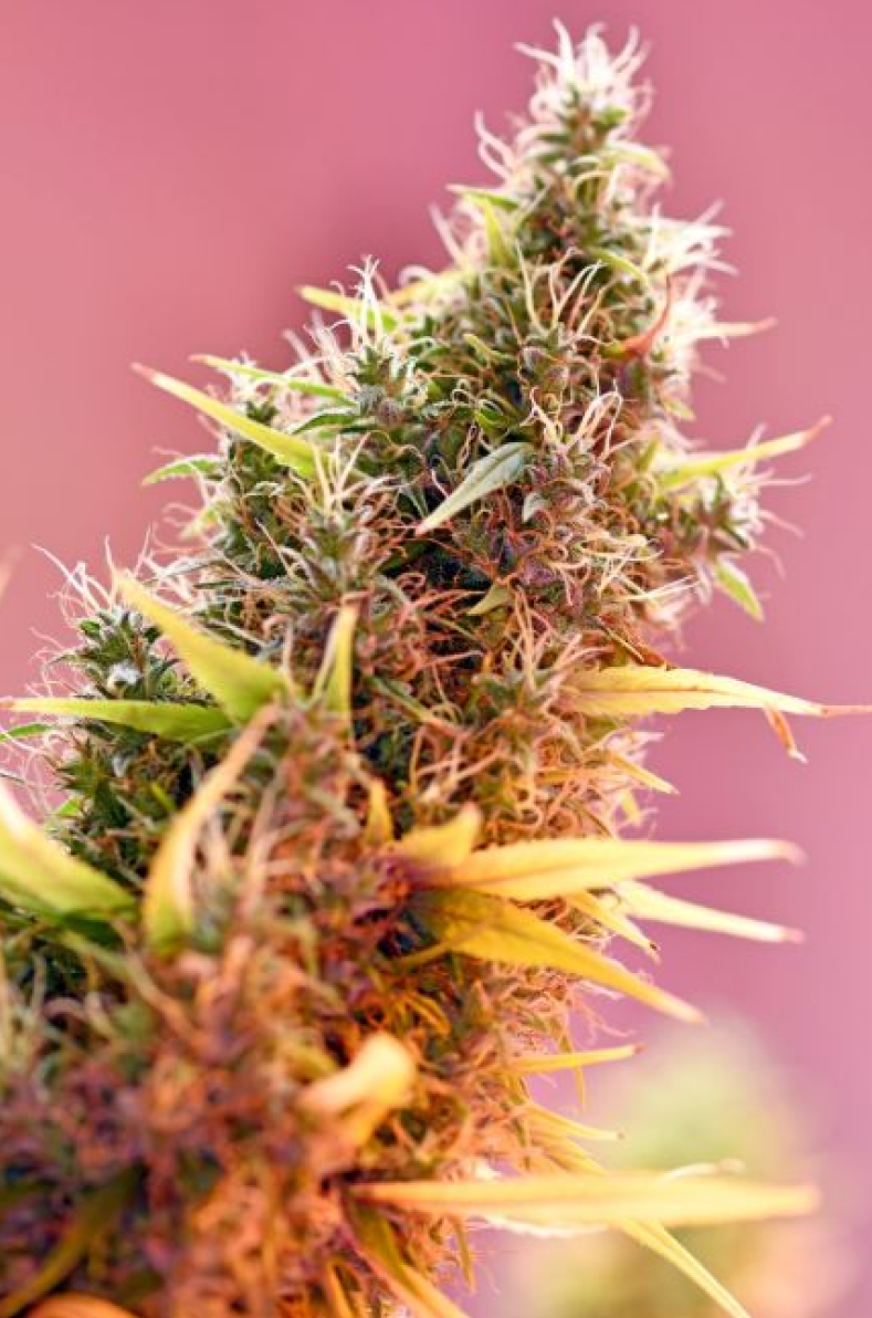 Holy Grail reguläre Cannabissamen