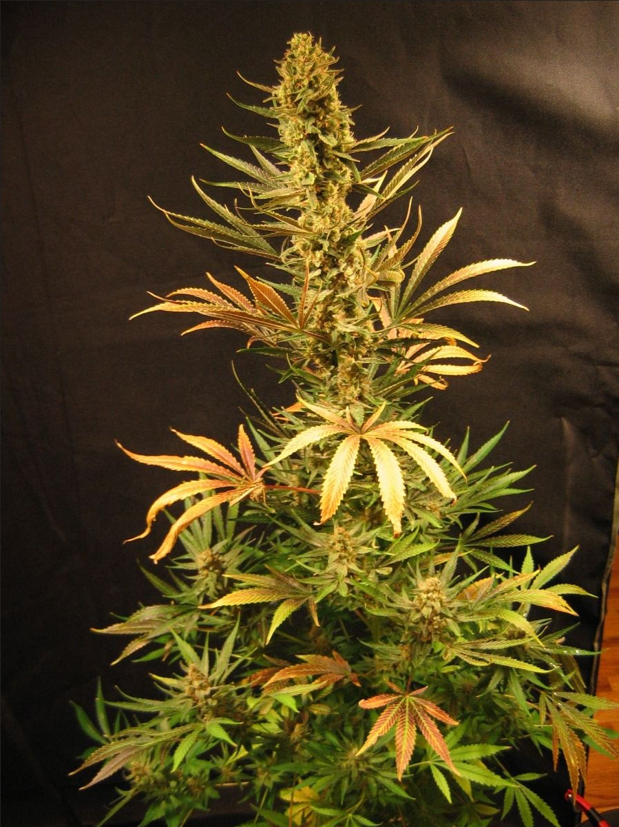 Holy Smoke reguläre Cannabissamen