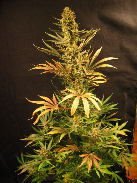 Holy Smoke reguläre Cannabissamen