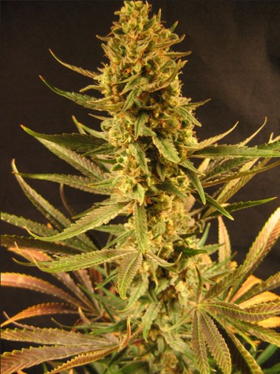 Mr Nice Holy Smoke Reguläre Hanfsamen