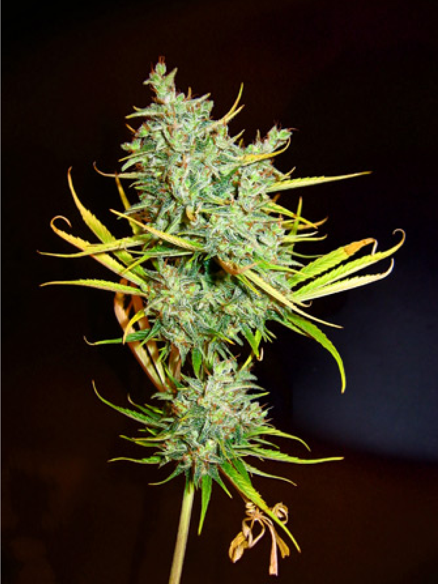 Mr Nice Mango Haze Reguläre Hanfsamen