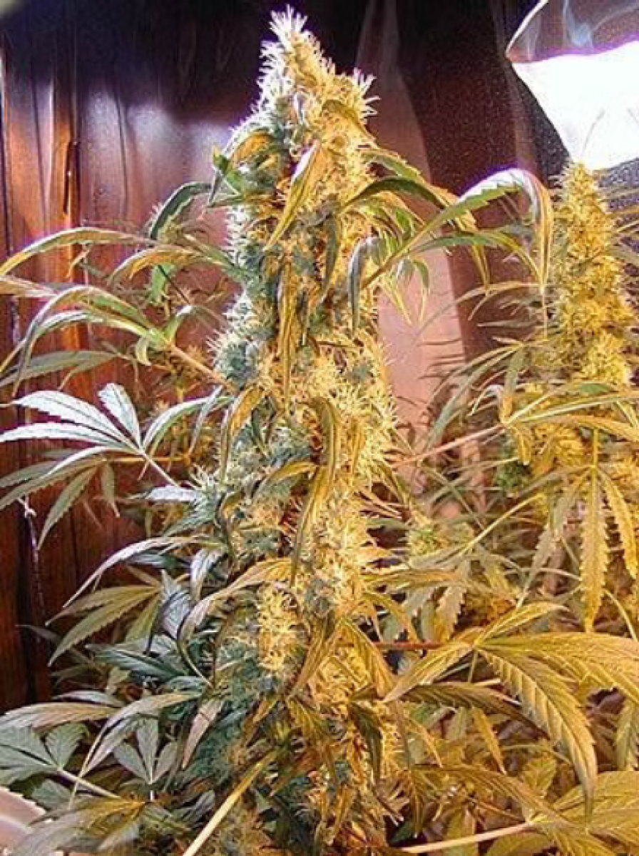 Mr Nice Mango Widow Reguläre Hanfsamen