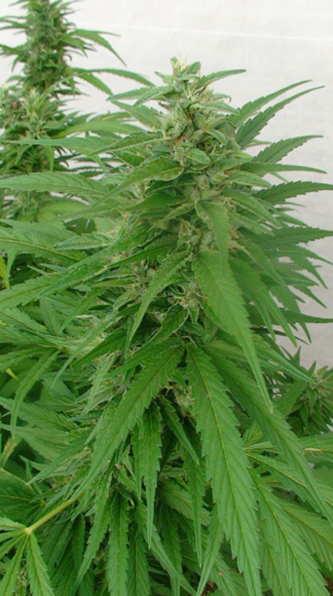 Mr Nice Master Kaze Reguläre Hanfsamen