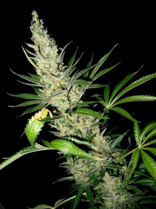 Master Kush x Skunk reguläre Cannabissamen