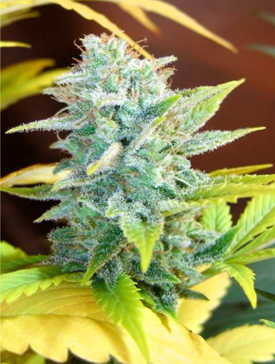 Mr Nice Master Kush x Skunk Reguläre Hanfsamen