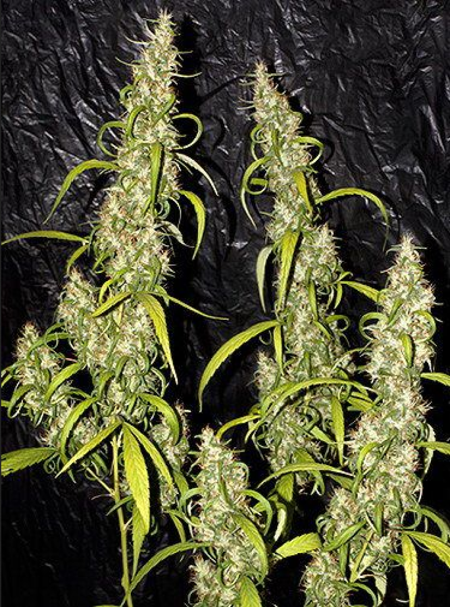 Mr Nice Neville's Haze Reguläre Hanfsamen