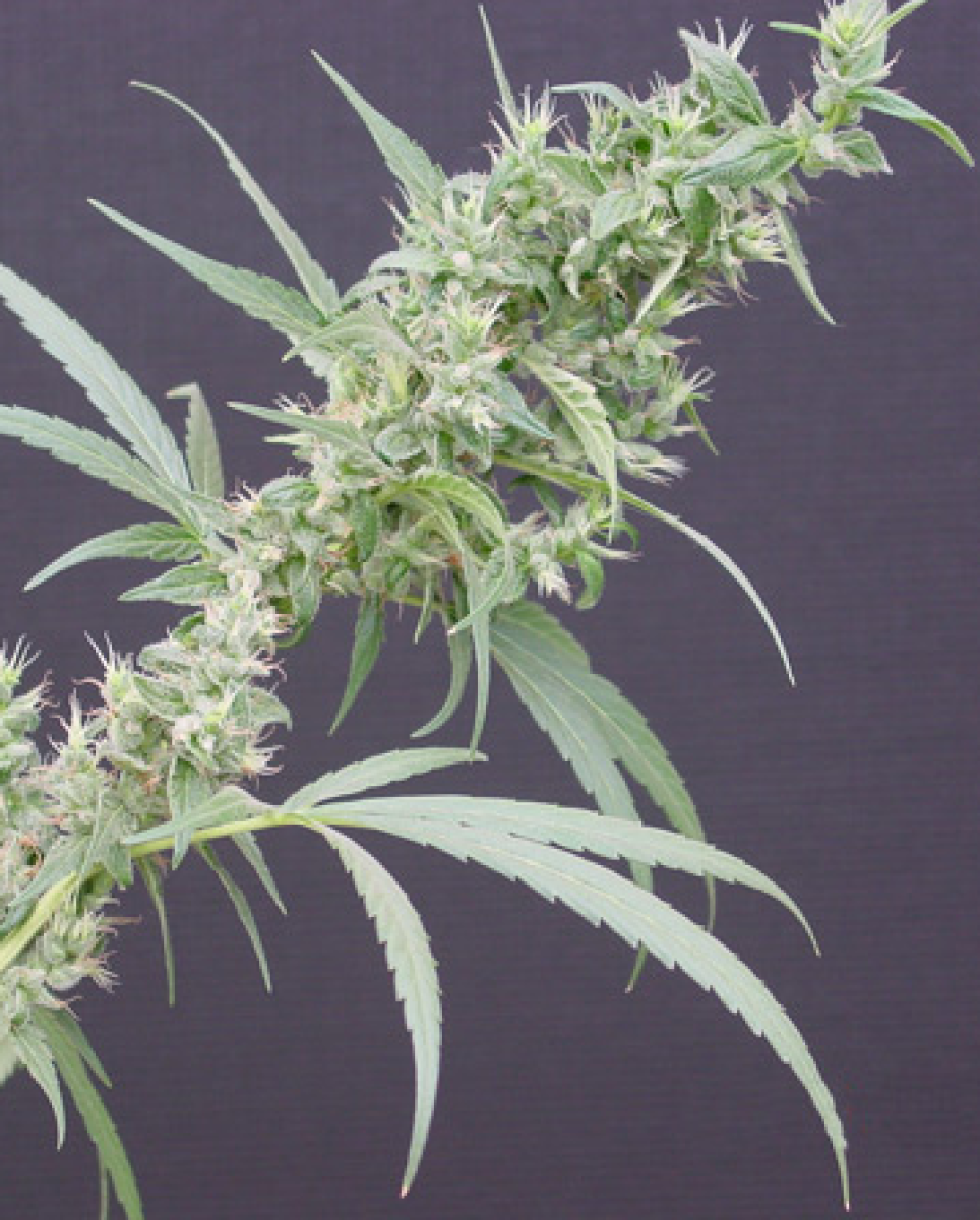 Mr Nice Neville's Haze x Mango Reguläre Hanfsamen