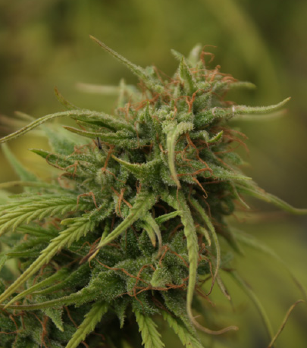 Mr Nice Neville's Skunk Reguläre Hanfsamen