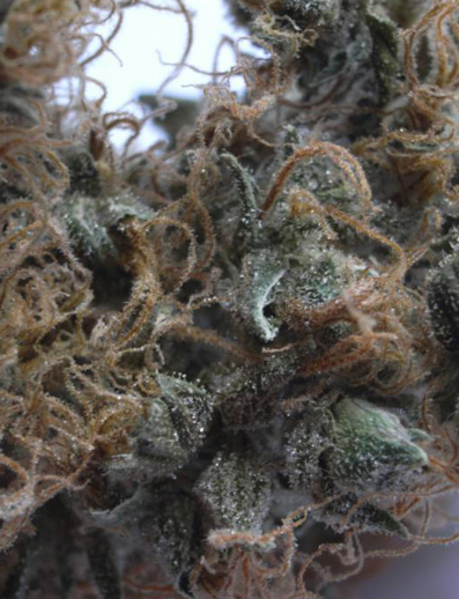 NHS reguläre Cannabissamen