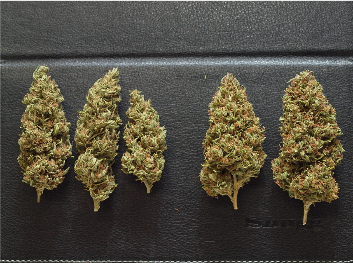 Mr Nice NL5 x Haze Reguläre Hanfsamen