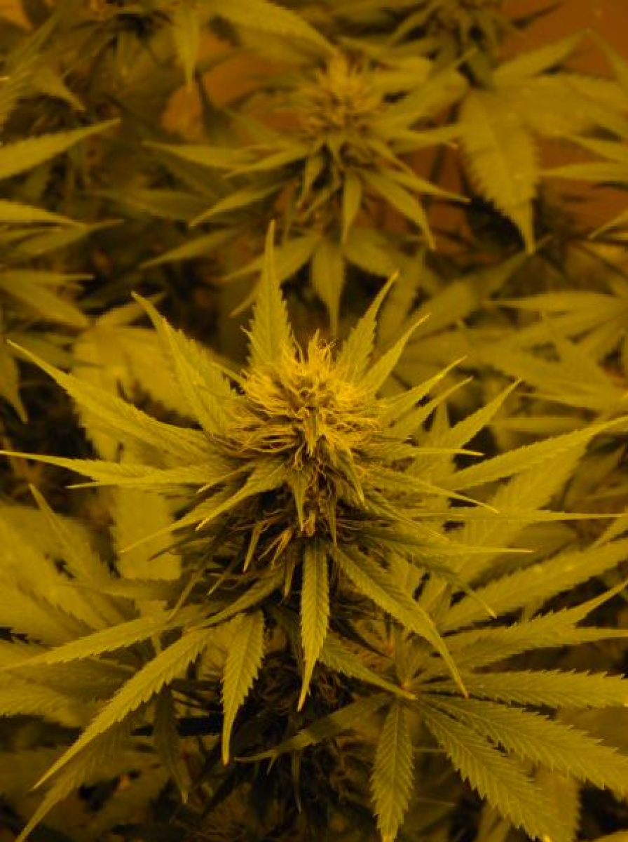 NL5 x Skunk reguläre Cannabissamen