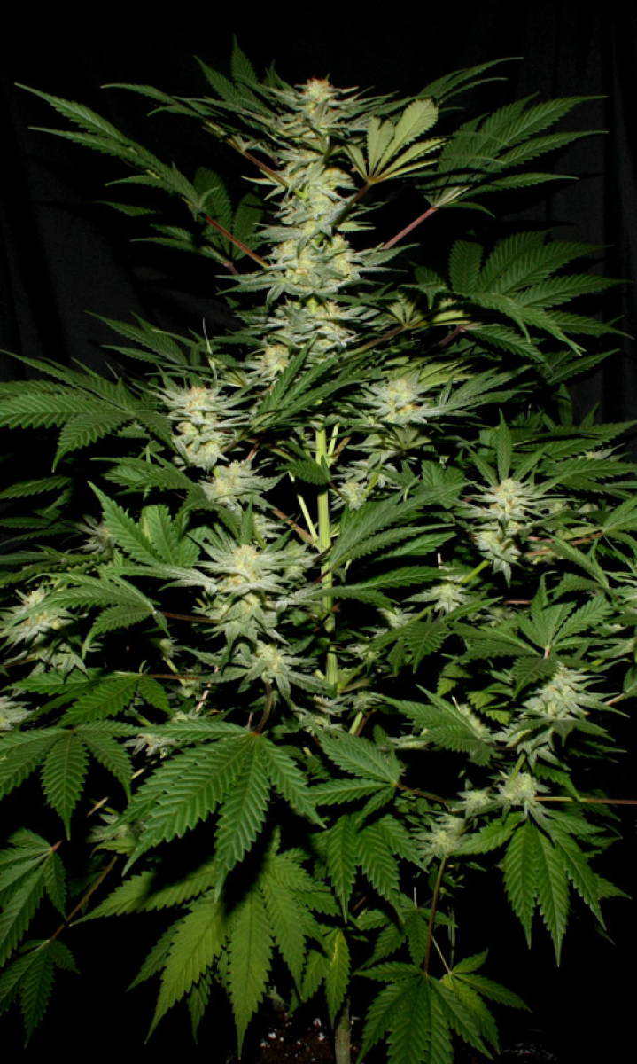 Ortega reguläre Cannabissamen