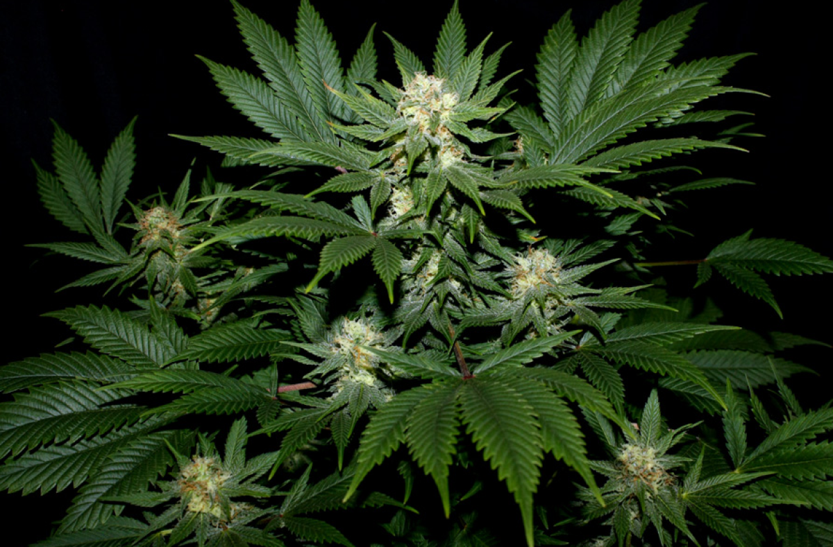 Mr Nice Ortega Reguläre Hanfsamen