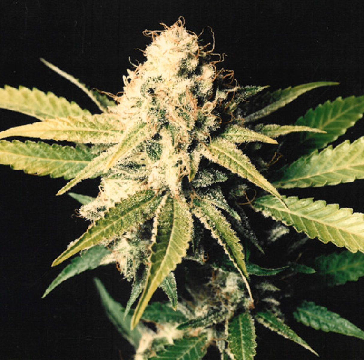 Shark Shock reguläre Cannabissamen