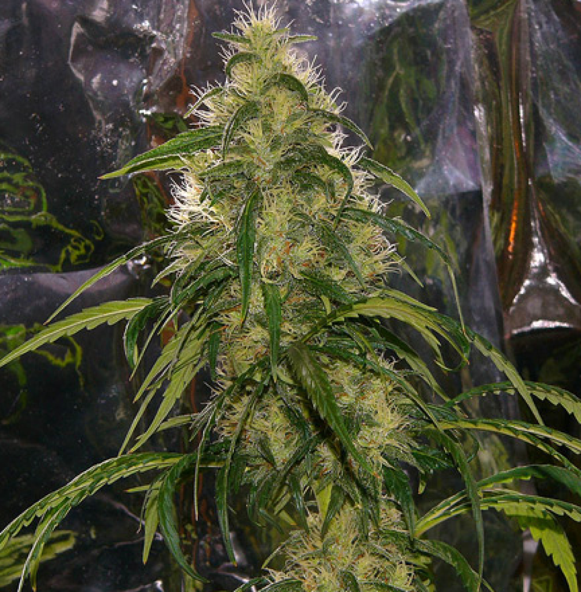 Shit reguläre Cannabissamen