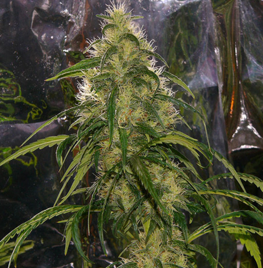 Shit reguläre Cannabissamen