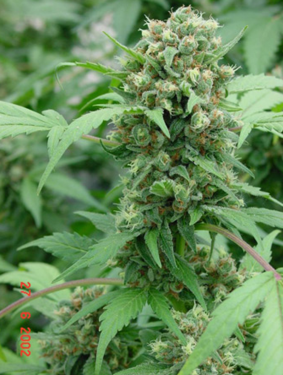 Mr Nice Shit Reguläre Hanfsamen