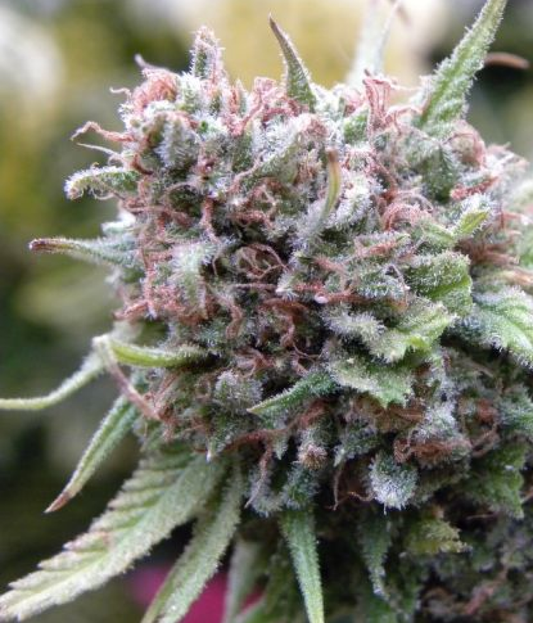 The Cure reguläre Cannabissamen